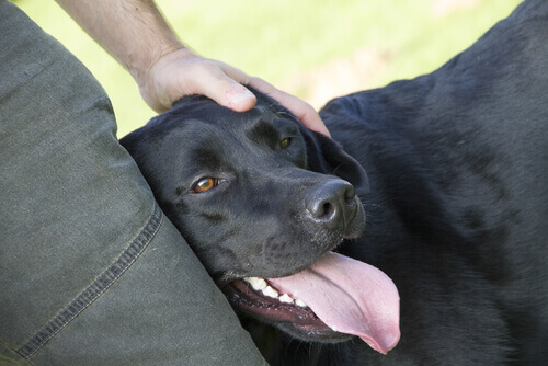 Aprenda a tratar de forma justa o seu cão