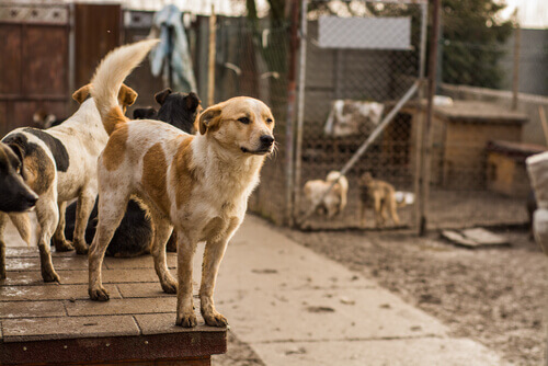 O abrigo que alimenta moradores de rua e seus cães