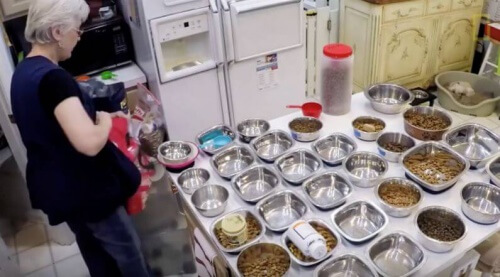 Refúgio para animais idosos é criado