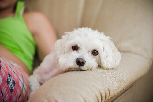 Dormir com animal de estimação ajuda a ter um descanso melhor