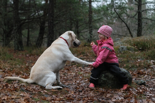 Um cachorro não é um brinquedo