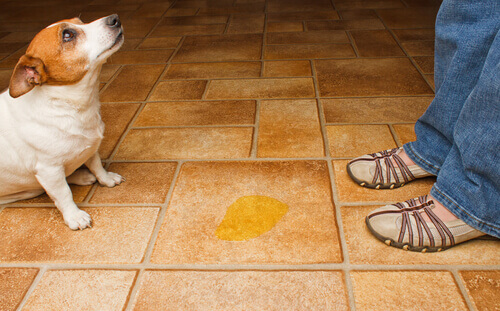 Por que os cães fazem xixi dentro de casa?