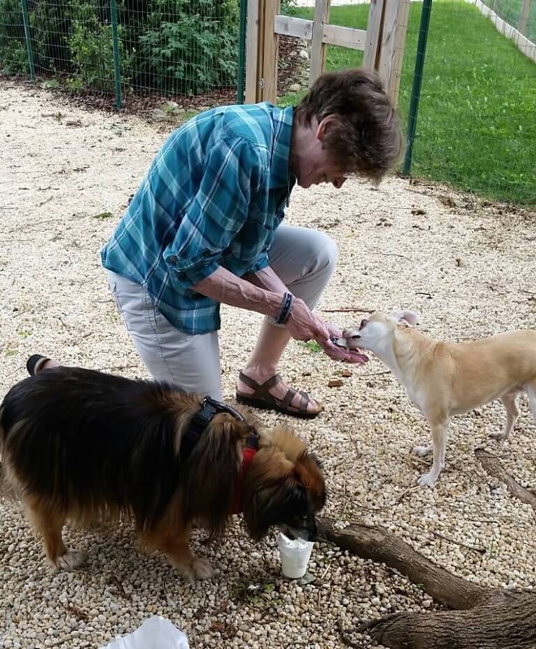 Carinho em cachorro idoso