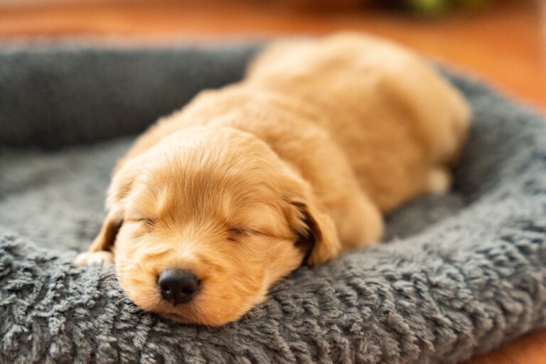 A necessidade de dormir do cão