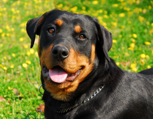 Rottweiler, um cão muito saudável