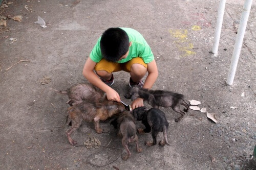 Um menino filipino realiza seu sonho e cria um abrigo de animais
