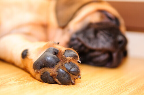 Como proteger as almofadas do cão