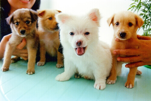 Como apresentar novas pessoas ao seu cão?