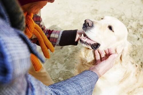Os benefícios para o coração quando se tem um cão