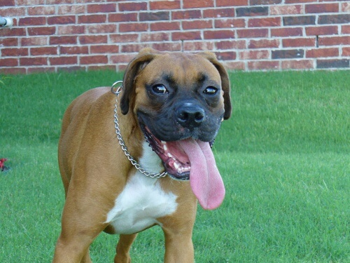 5 raças de cães com mais possibilidade de sofrer câncer