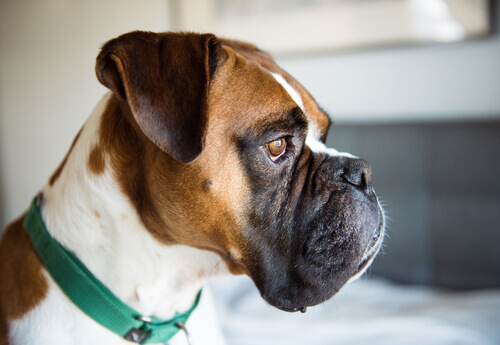 Você sabia que os cães podem sofrer de acne?