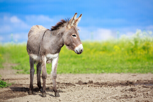 Burro que escapou de um incêndio não se separa dos bombeiros