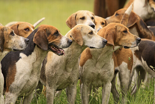 Os cães do marajá