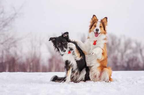 O frio é o pior inimigo de seu cão