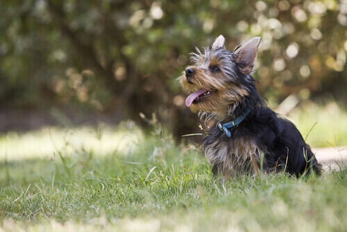 Os 3 mitos mais comuns sobre cães pequenos