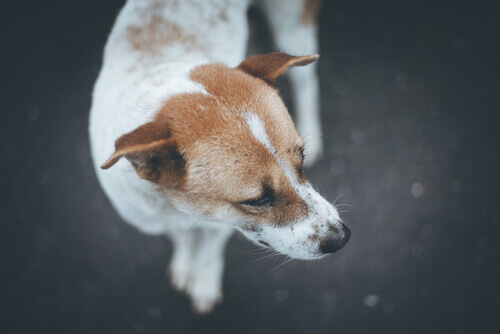 Cão desnutrido foi resgatado enquanto sua dona estava viajando