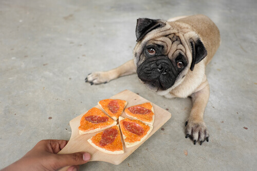 Um bar em Bilbao serve aperitivos e “cerveja” aos cães