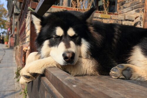 Sono: Por que os cães dormem tanto?