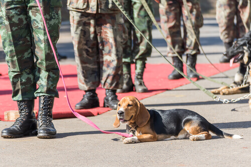 Cães procuram minas e salvam pessoas no Sudão