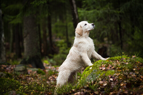 Produtos ecológicos para os cachorros