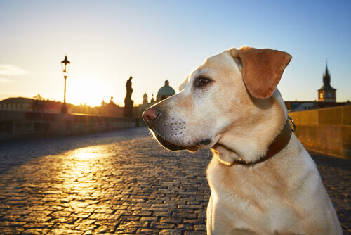 Um cão atravessado pro uma barra de aço se recupera