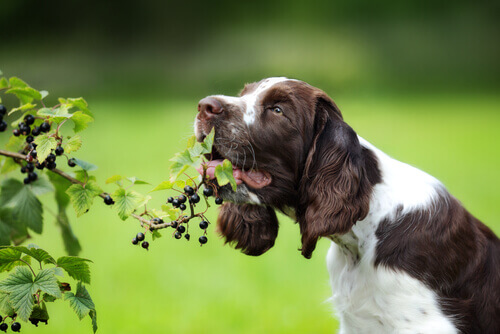 Por que o cão come grama?
