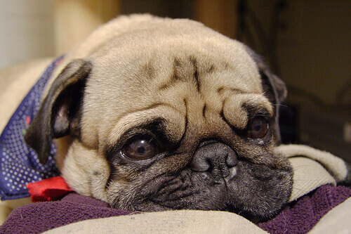 Como cuidar de um cão gripado