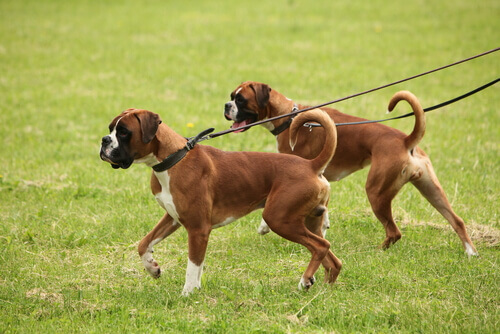 Qual é a frase favorita do seu cachorro?