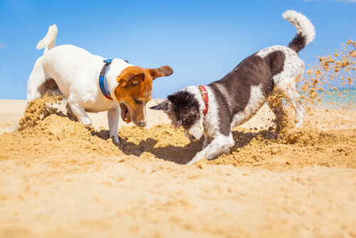 Cães cavando na areia