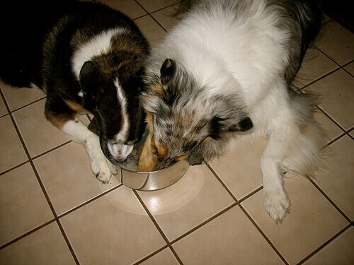 Por que seu cão deve comer em uma tigela de aço inoxidável
