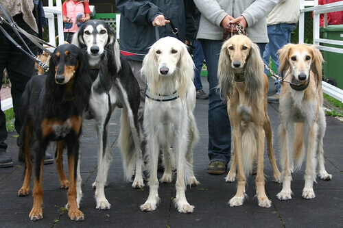 Cães em concurso de beleza canina