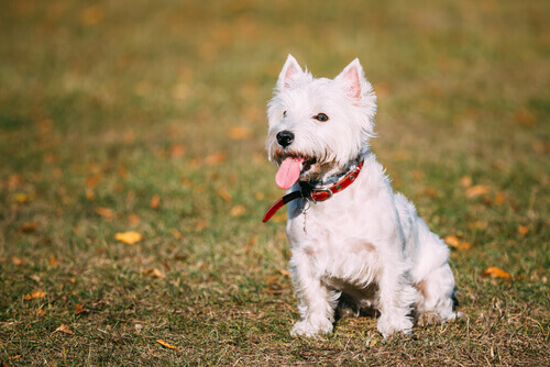 Os cães Westie e suas características