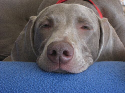 Como ajudar seu cão a dormir