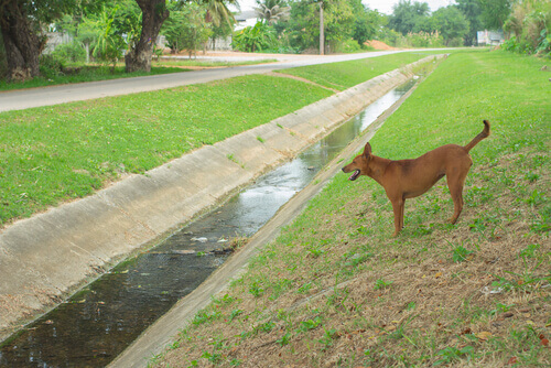 Mulher será julgada por jogar cão em canal