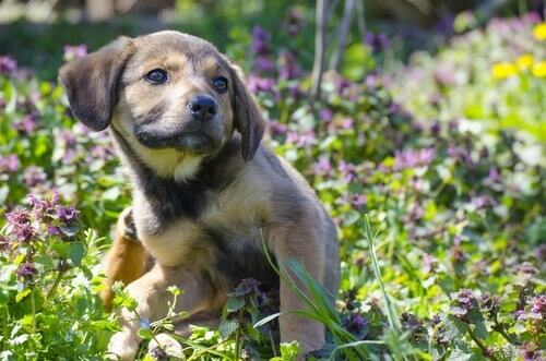 É possível o contágio de piolhos entre humanos e animais?