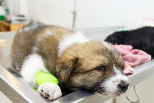 Cãozinho fazendo transfusão canina