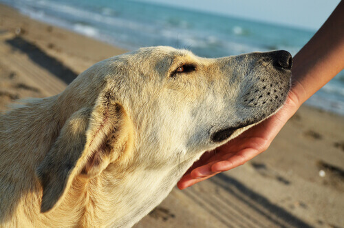 caricia-cão