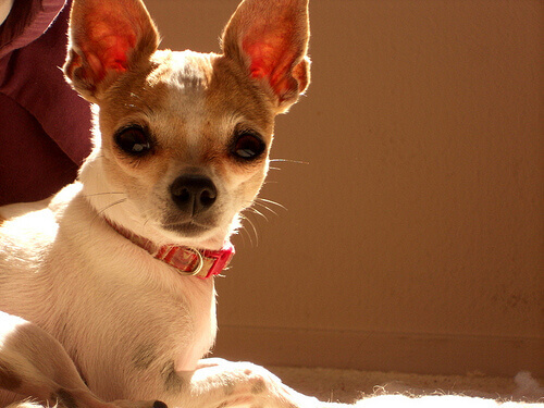 Chihuahua