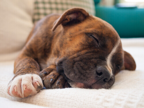 5 conselhos para fazer seu animal de estimação dormir