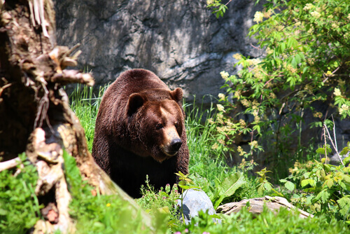 Uma luta pela conservação dos ursos no Vietnã
