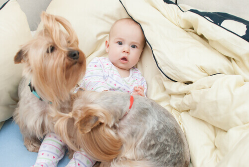 Saiba como os cães melhoram a saúde do bebê