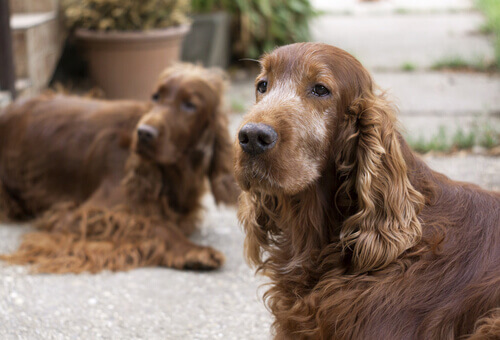 Cães idosos