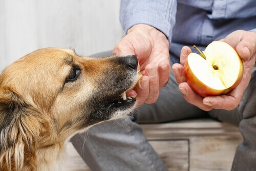 Cachorro comendo maçã