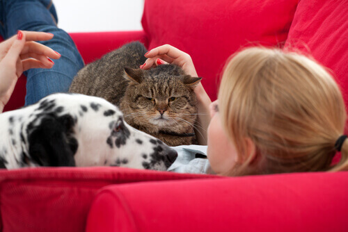 Gato e cachorro no sofá com dona