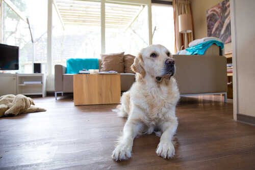 Conselhos para manter a casa limpa tendo um cão