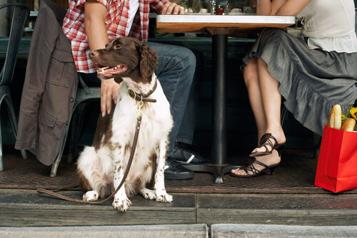 Cachorro em restaurante com seus donos