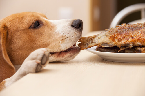 Cão roubando comida