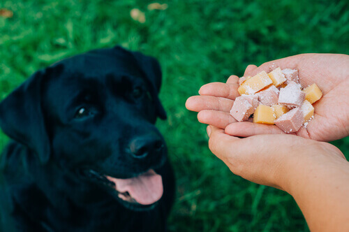 Nutrientes que devem estar na comida de nossos cães