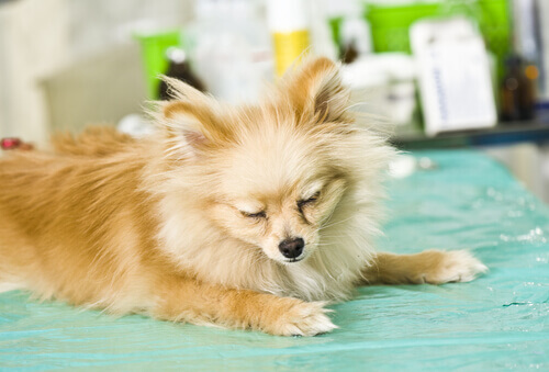 10 sintomas comuns de doenças em cães