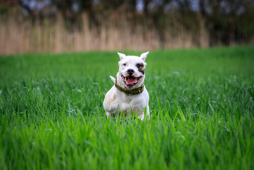 Dogo argentino